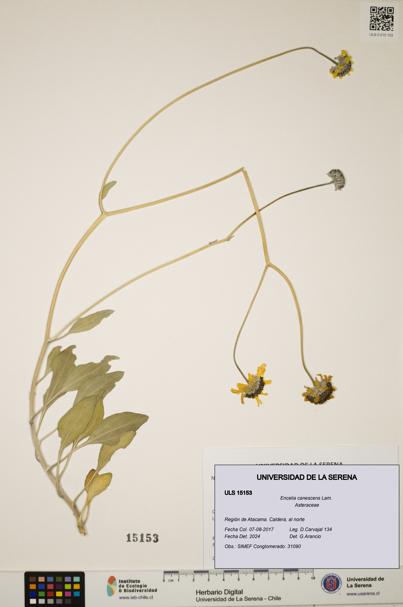 Encelia canescens [Espécimen: ULS:ULS:0015153]