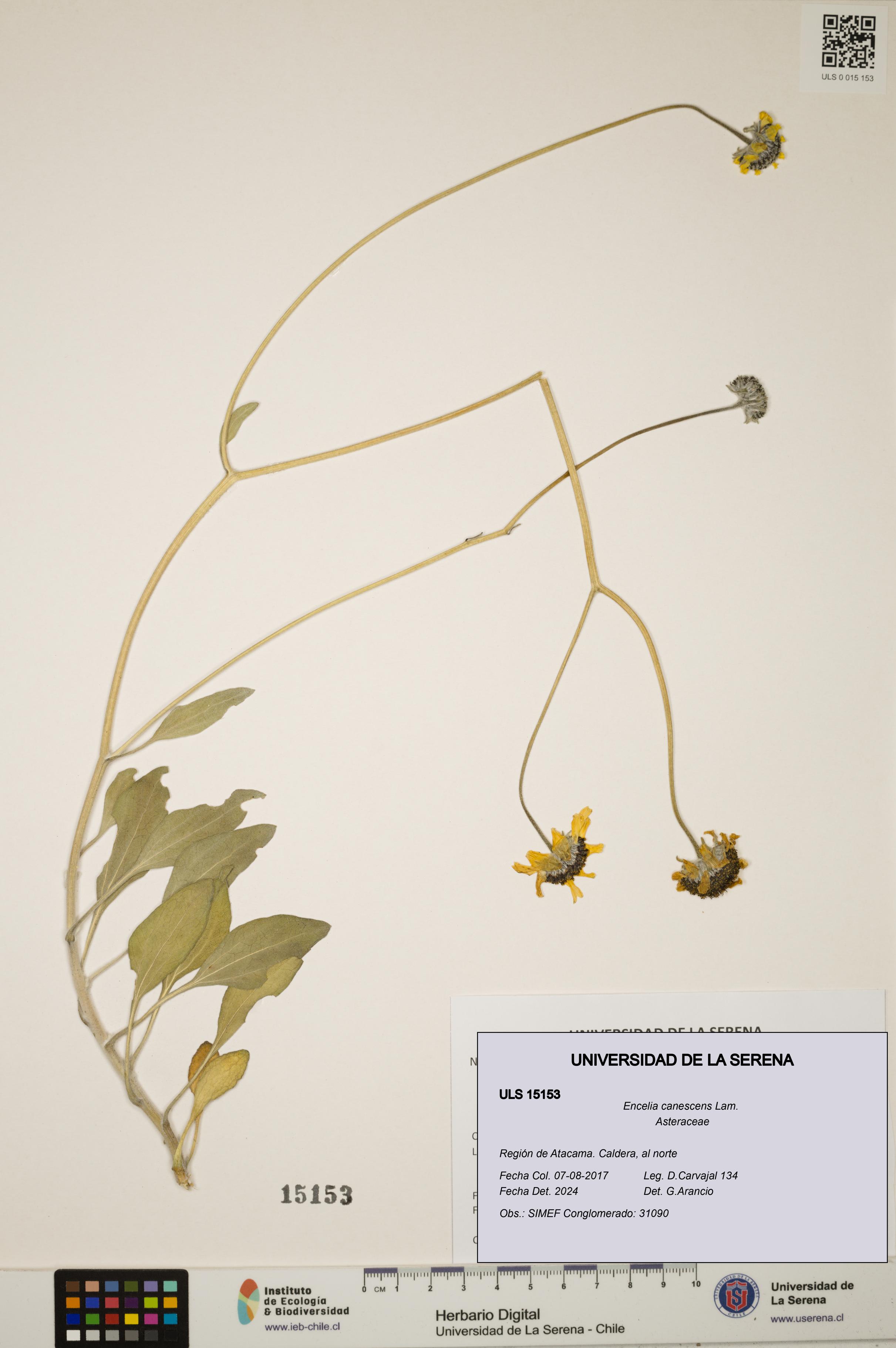 Encelia canescens [Espécimen: ULS:ULS:0015153]