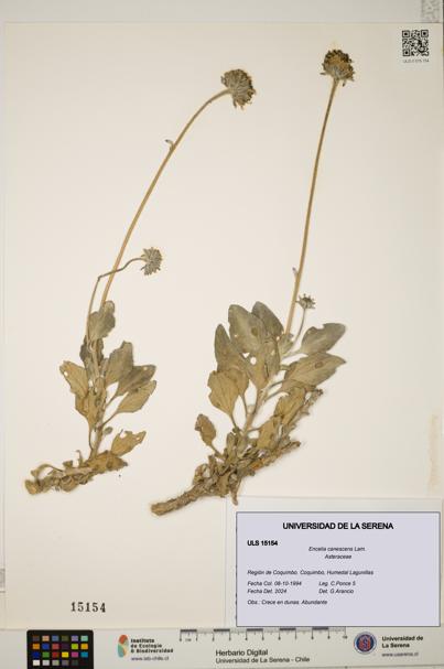 Encelia canescens [Espécimen: ULS:ULS:0015154]