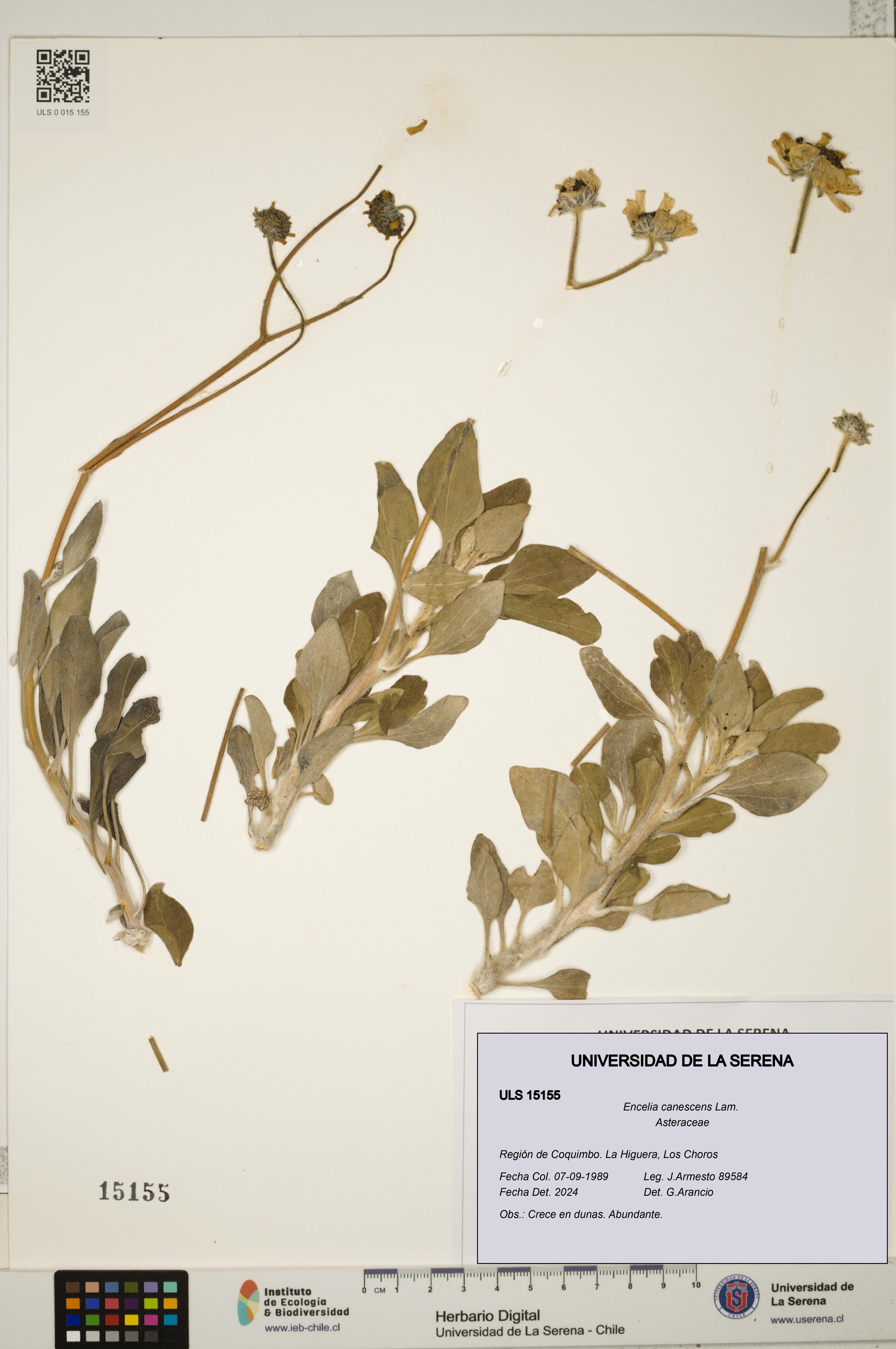 Encelia canescens [Espécimen: ULS:ULS:0015155]
