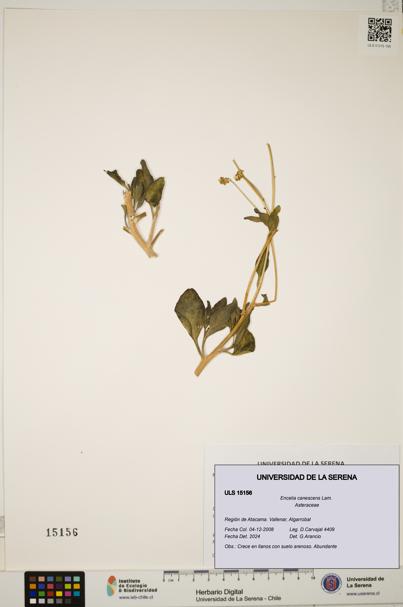 Encelia canescens [Espécimen: ULS:ULS:0015156]