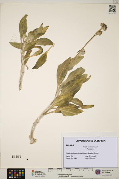Encelia canescens [Espécimen: ULS:ULS:0015157]