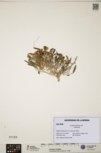 Encelia canescens [Espécimen: ULS:ULS:0015158]