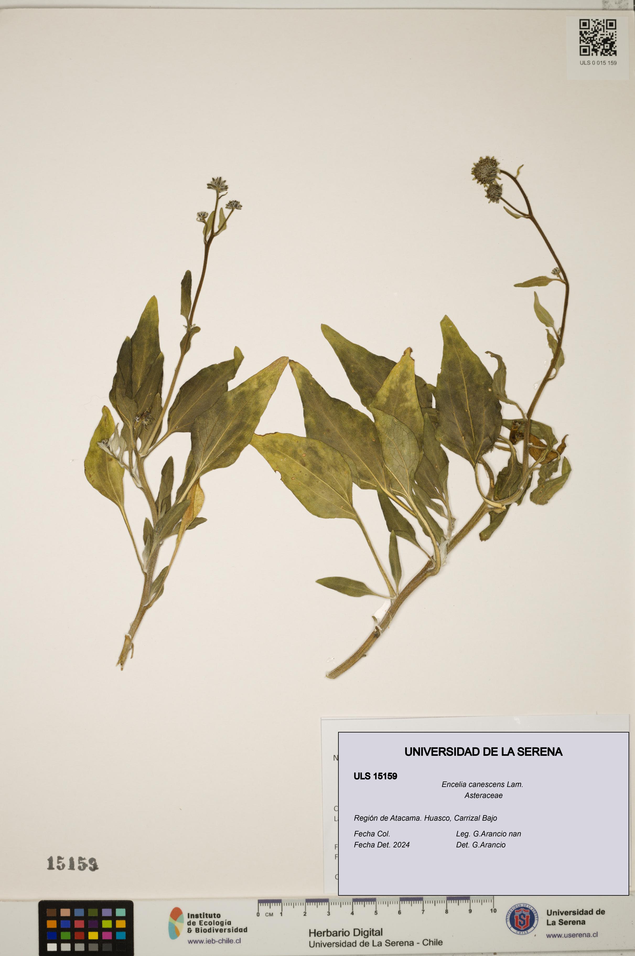 Encelia canescens [Espécimen: ULS:ULS:0015159]