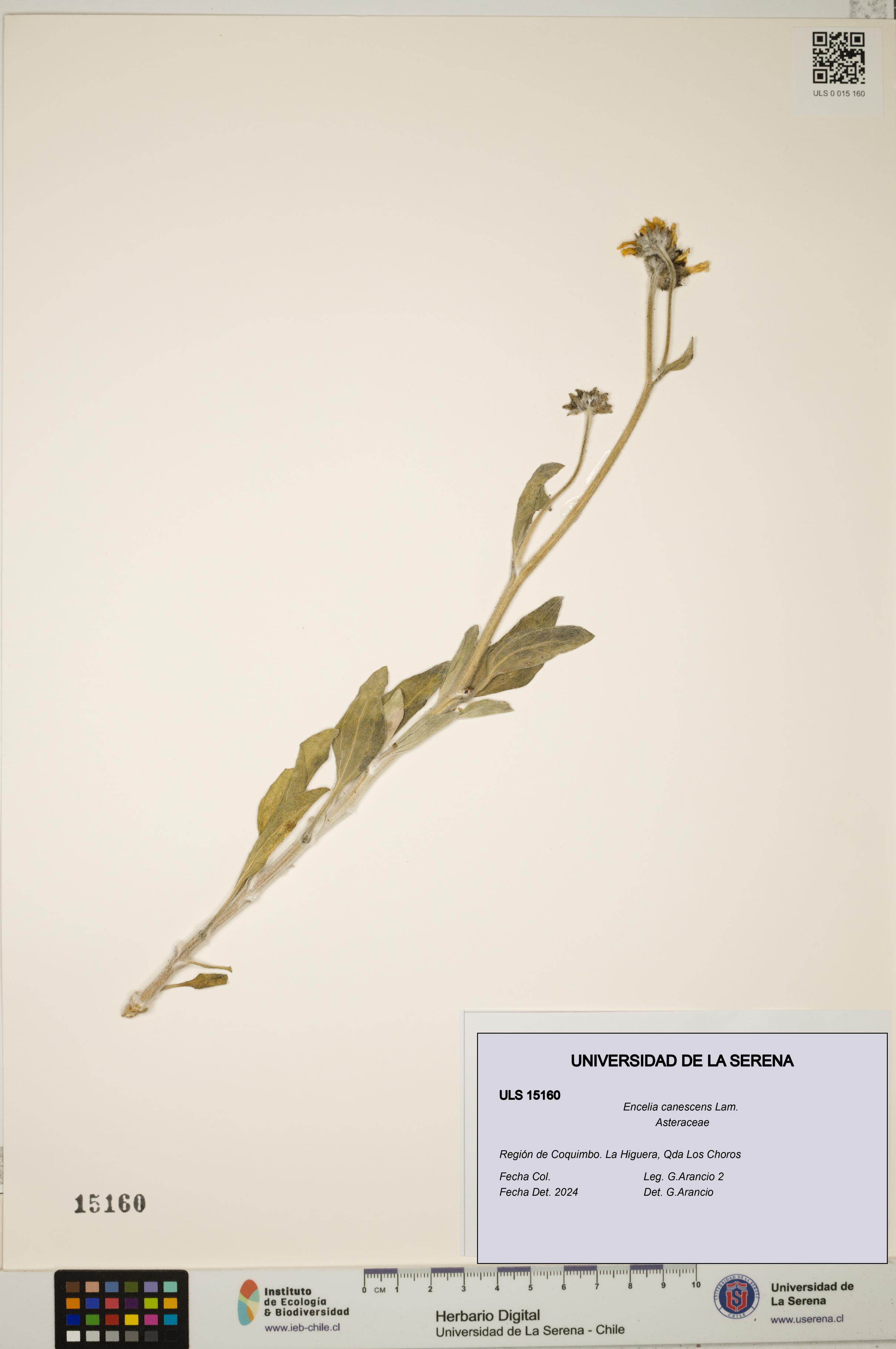Encelia canescens [Espécimen: ULS:ULS:0015160]
