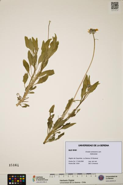 Encelia canescens [Espécimen: ULS:ULS:0015161]