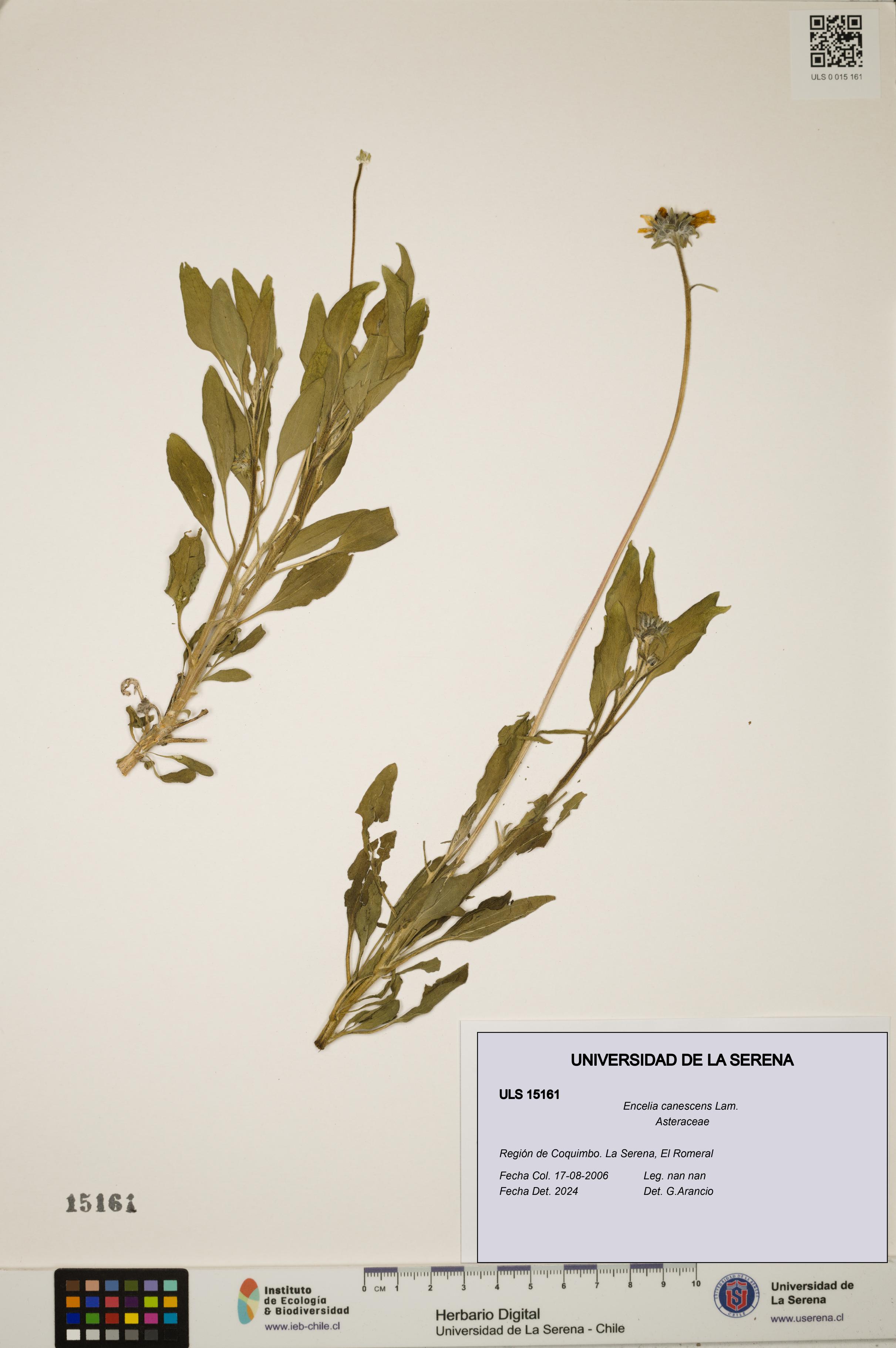 Encelia canescens [Espécimen: ULS:ULS:0015161]