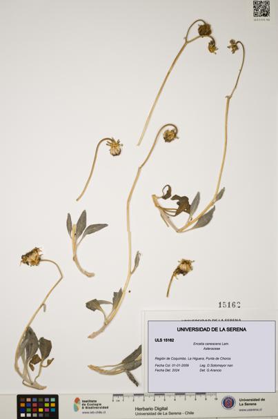 Encelia canescens [Espécimen: ULS:ULS:0015162]