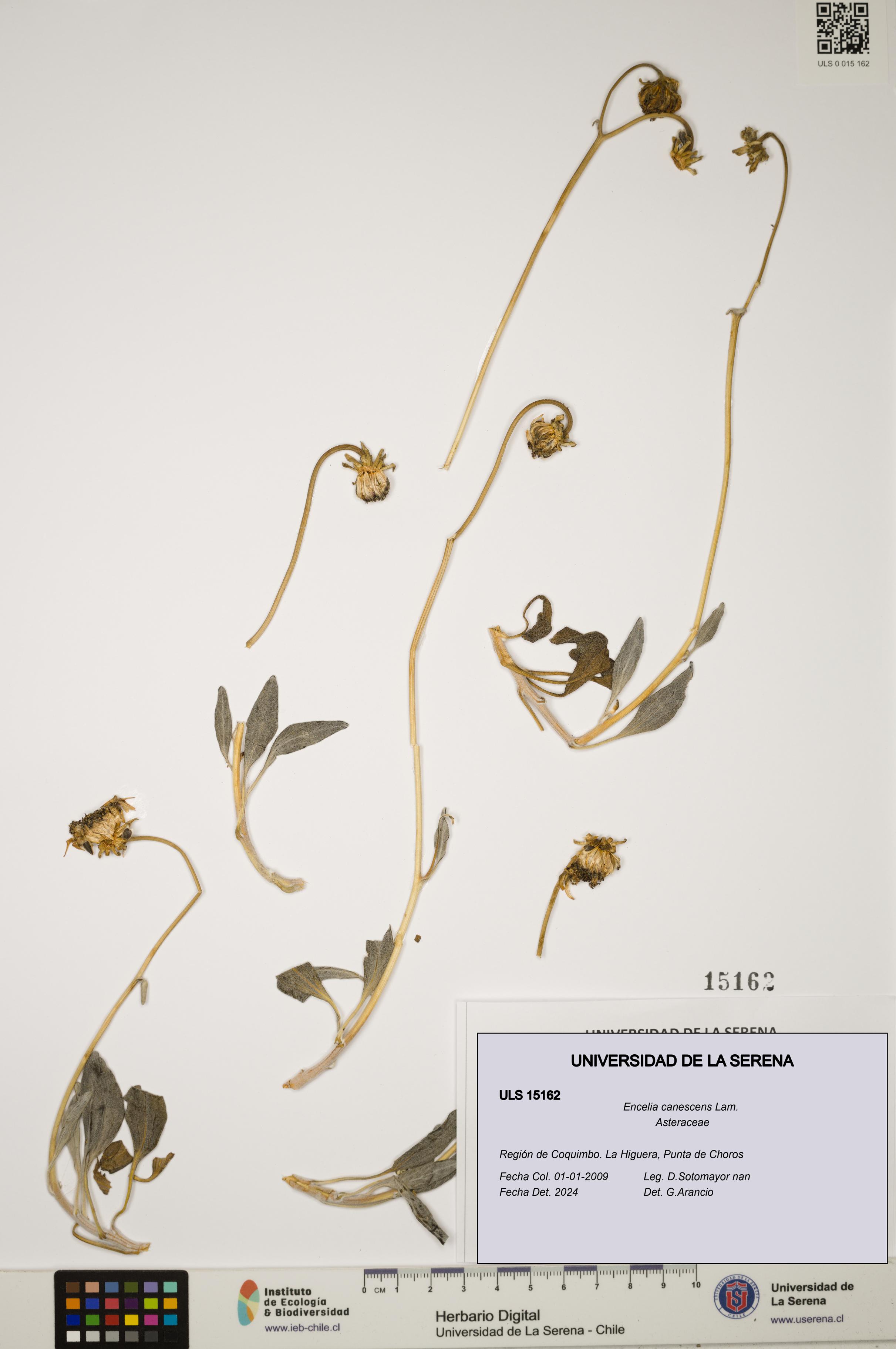 Encelia canescens [Espécimen: ULS:ULS:0015162]