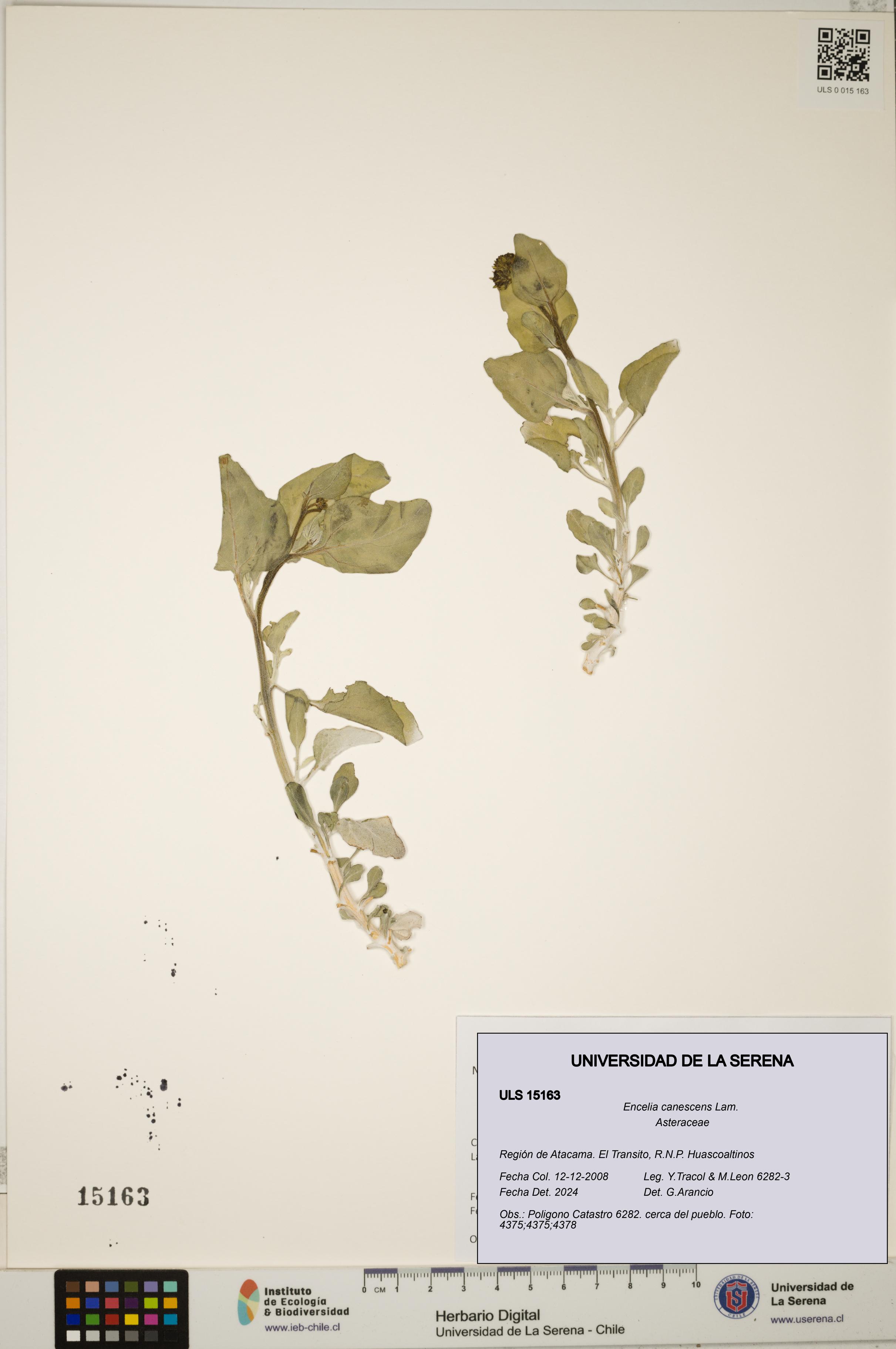 Encelia canescens [Espécimen: ULS:ULS:0015163]