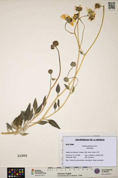 Encelia canescens [Espécimen: ULS:ULS:0015164]