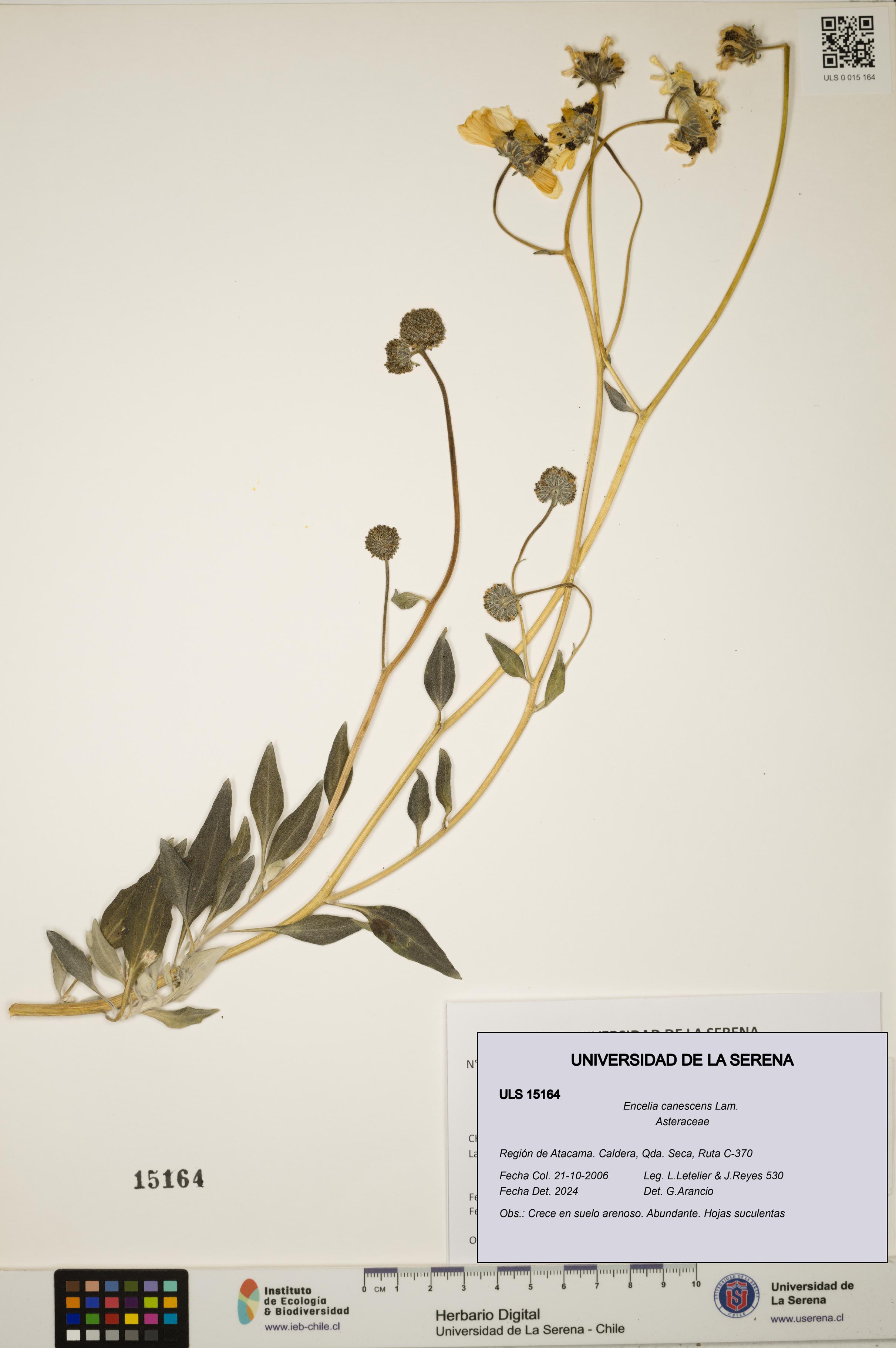 Encelia canescens [Espécimen: ULS:ULS:0015164]