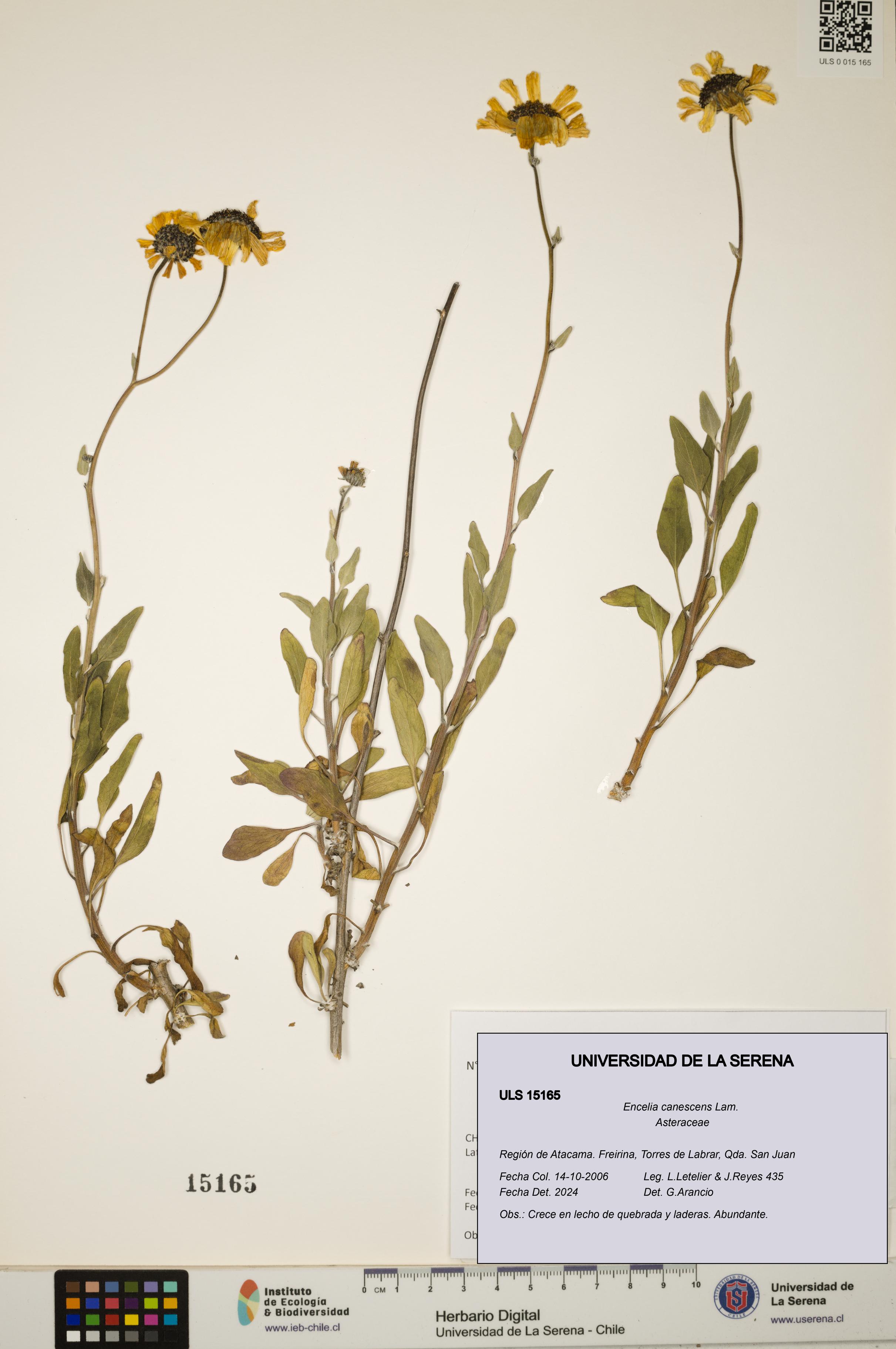 Encelia canescens [Espécimen: ULS:ULS:0015165]