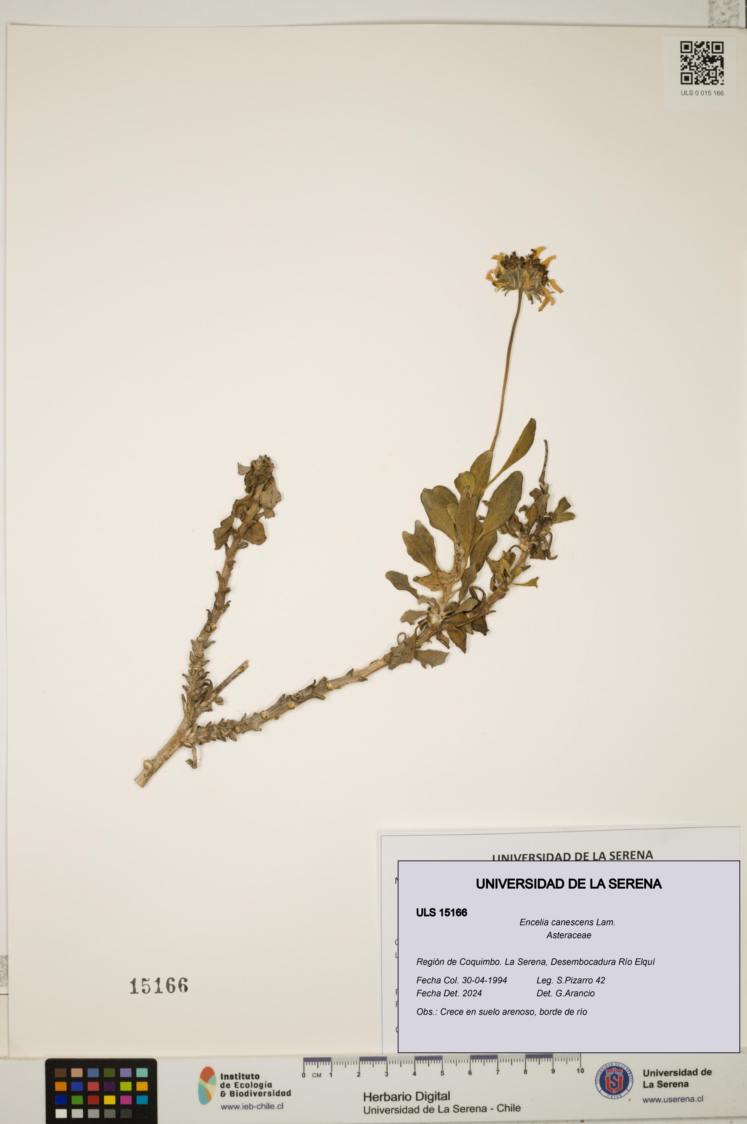 Encelia canescens [Espécimen: ULS:ULS:0015166]