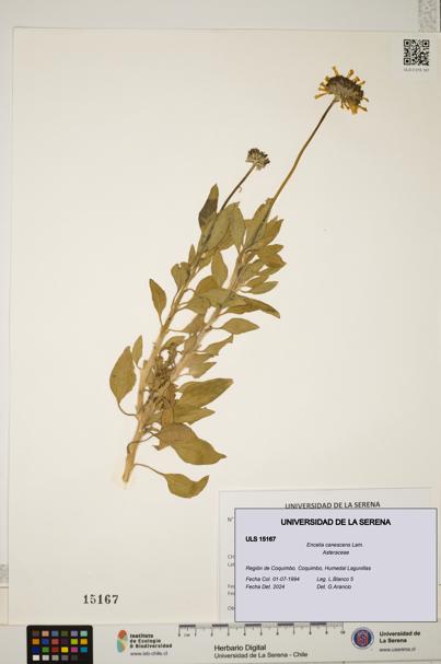 Encelia canescens [Espécimen: ULS:ULS:0015167]