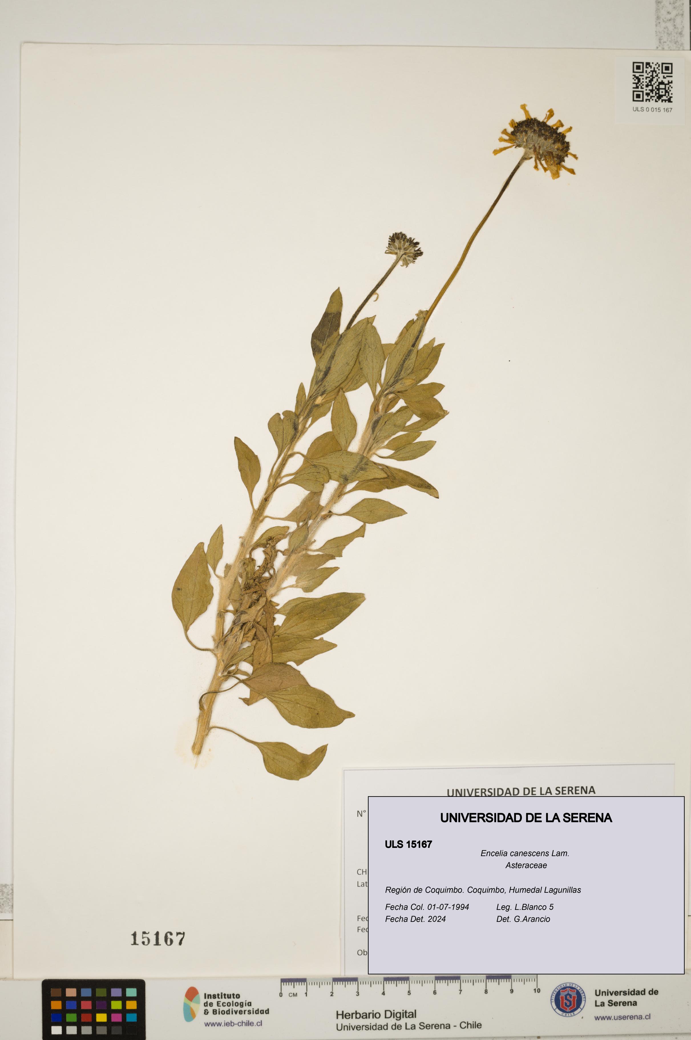 Encelia canescens [Espécimen: ULS:ULS:0015167]