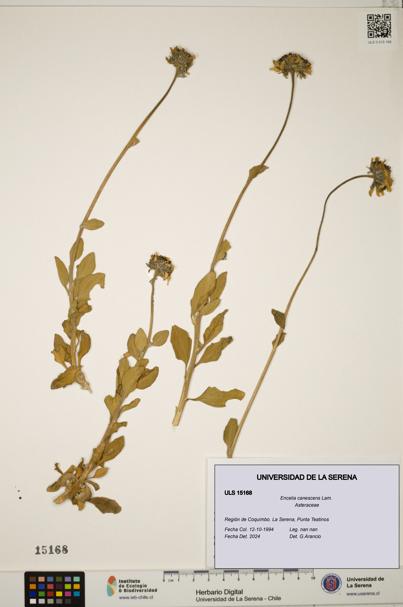 Encelia canescens [Espécimen: ULS:ULS:0015168]