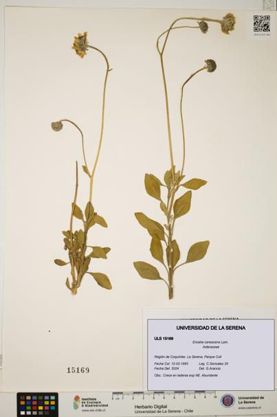 Encelia canescens [Espécimen: ULS:ULS:0015169]