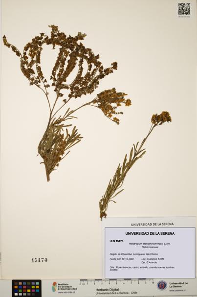 Heliotropium stenophyllum [Espécimen: ULS:ULS:0015170]