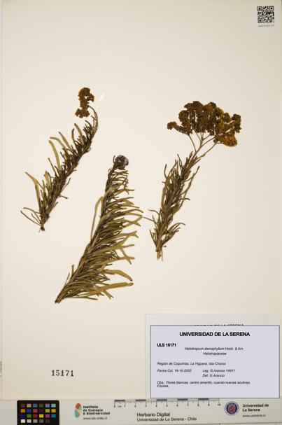 Heliotropium stenophyllum [Espécimen: ULS:ULS:0015171]