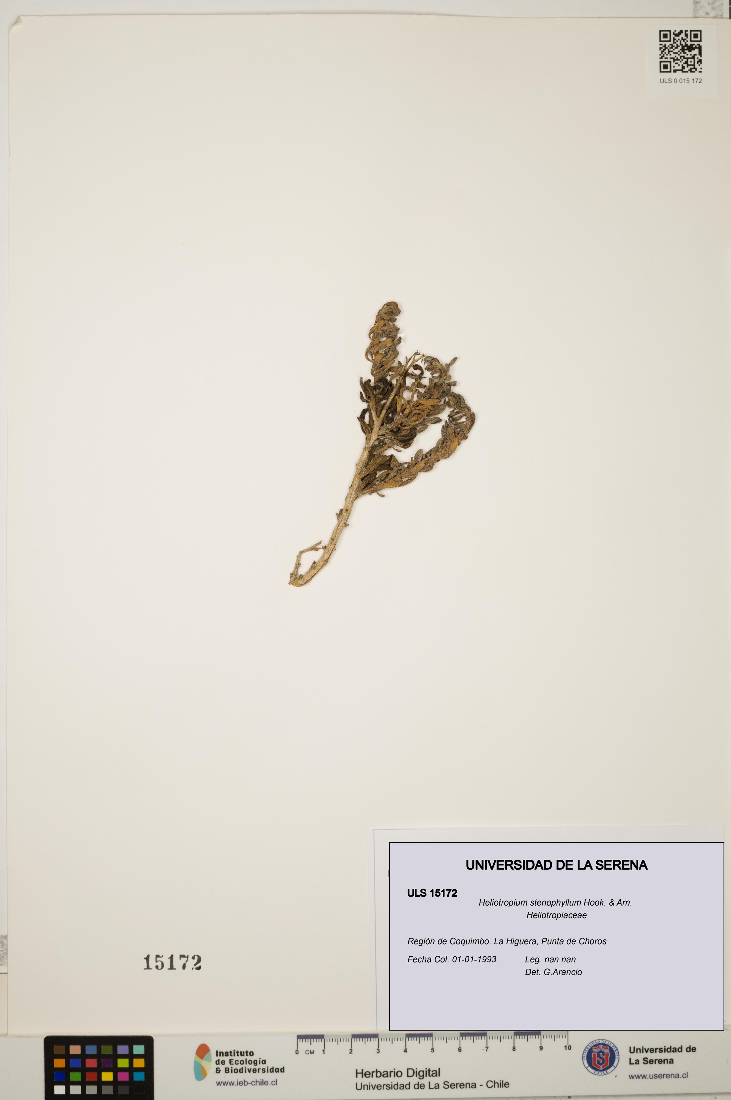 Heliotropium stenophyllum [Espécimen: ULS:ULS:0015172]