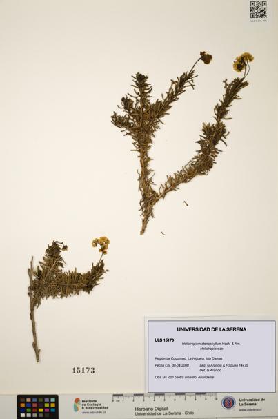 Heliotropium stenophyllum [Espécimen: ULS:ULS:0015173]