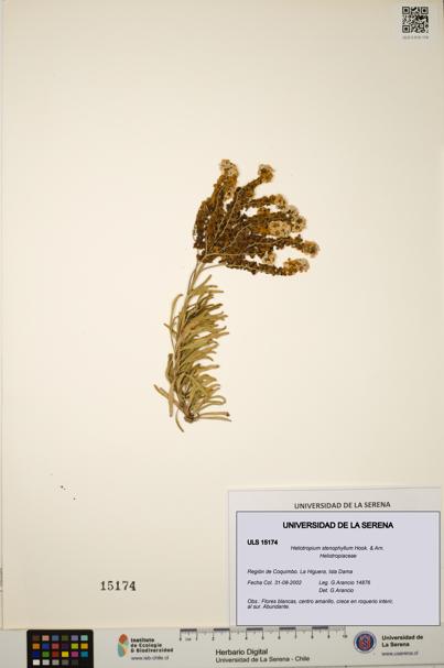 Heliotropium stenophyllum [Espécimen: ULS:ULS:0015174]