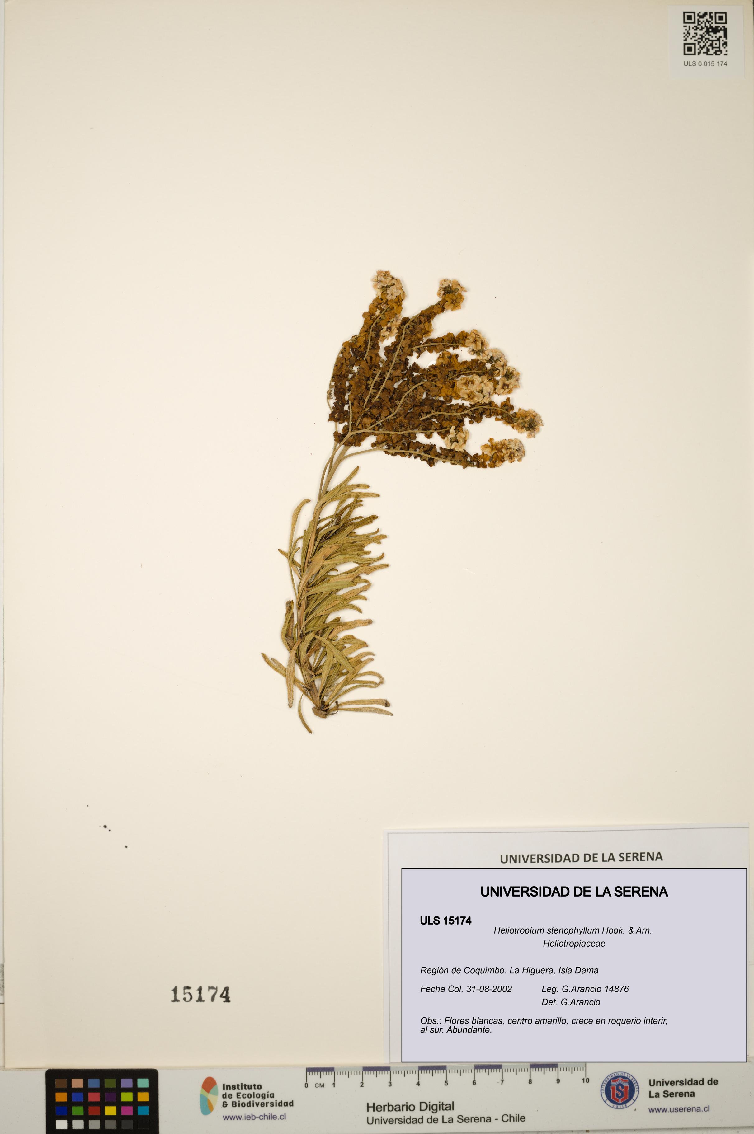 Heliotropium stenophyllum [Espécimen: ULS:ULS:0015174]