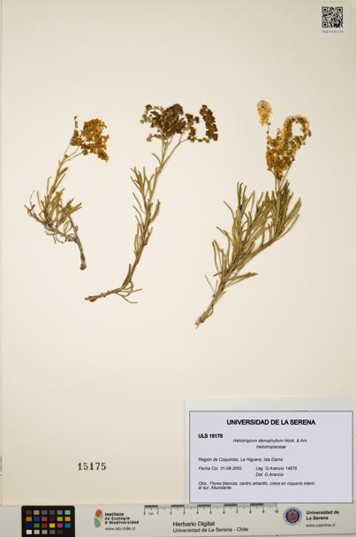 Heliotropium stenophyllum [Espécimen: ULS:ULS:0015175]