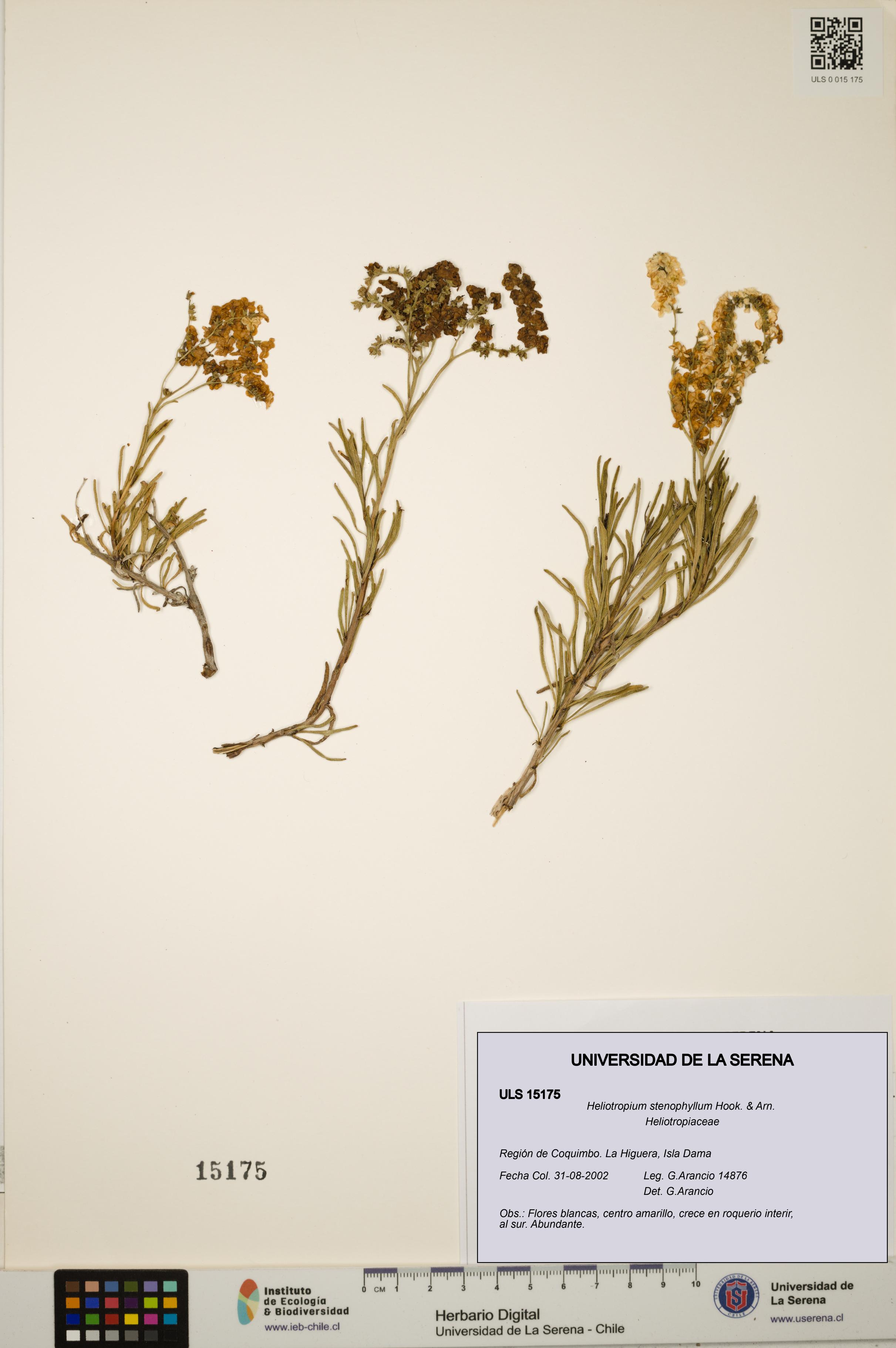 Heliotropium stenophyllum [Espécimen: ULS:ULS:0015175]