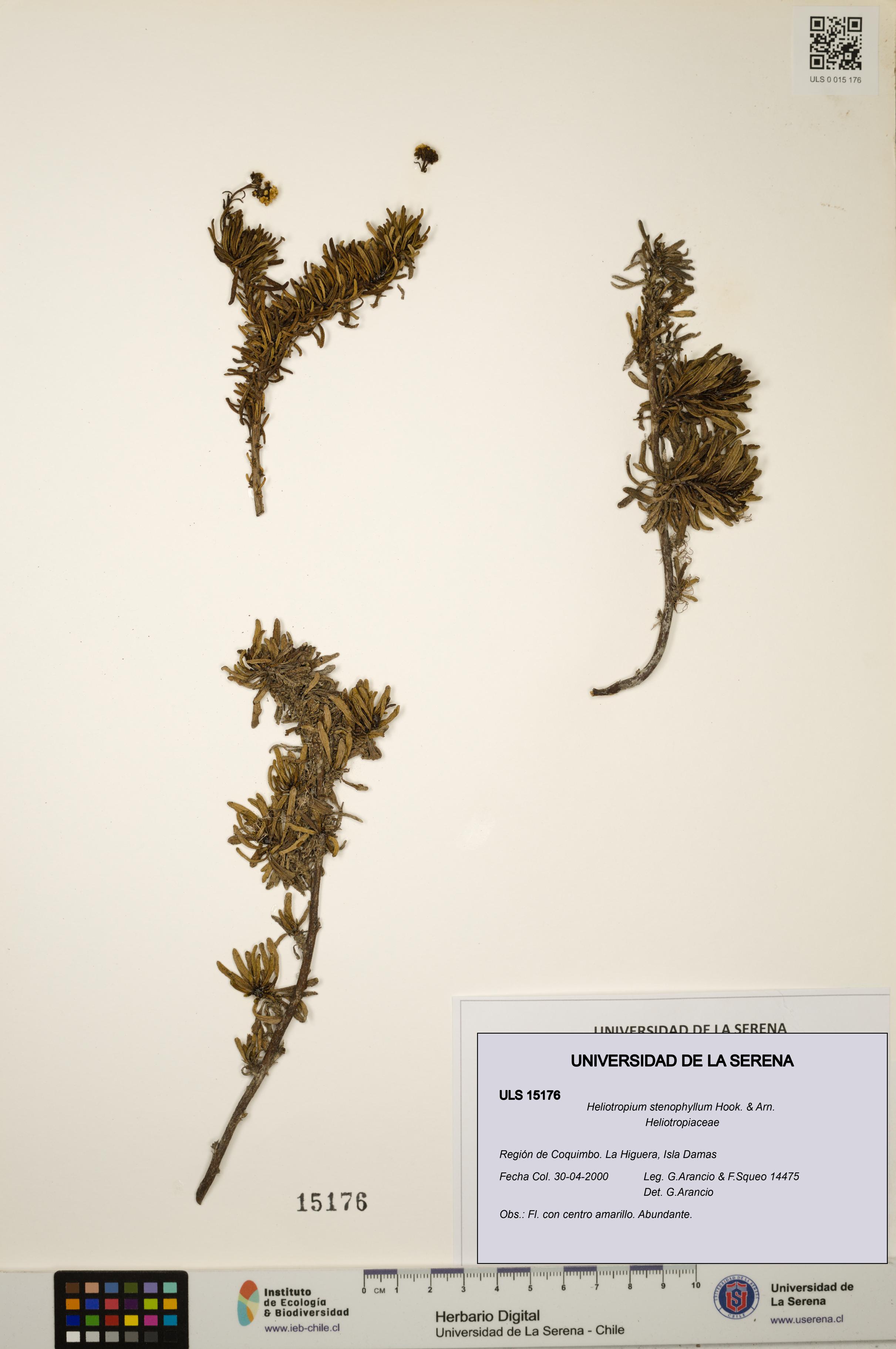 Heliotropium stenophyllum [Espécimen: ULS:ULS:0015176]