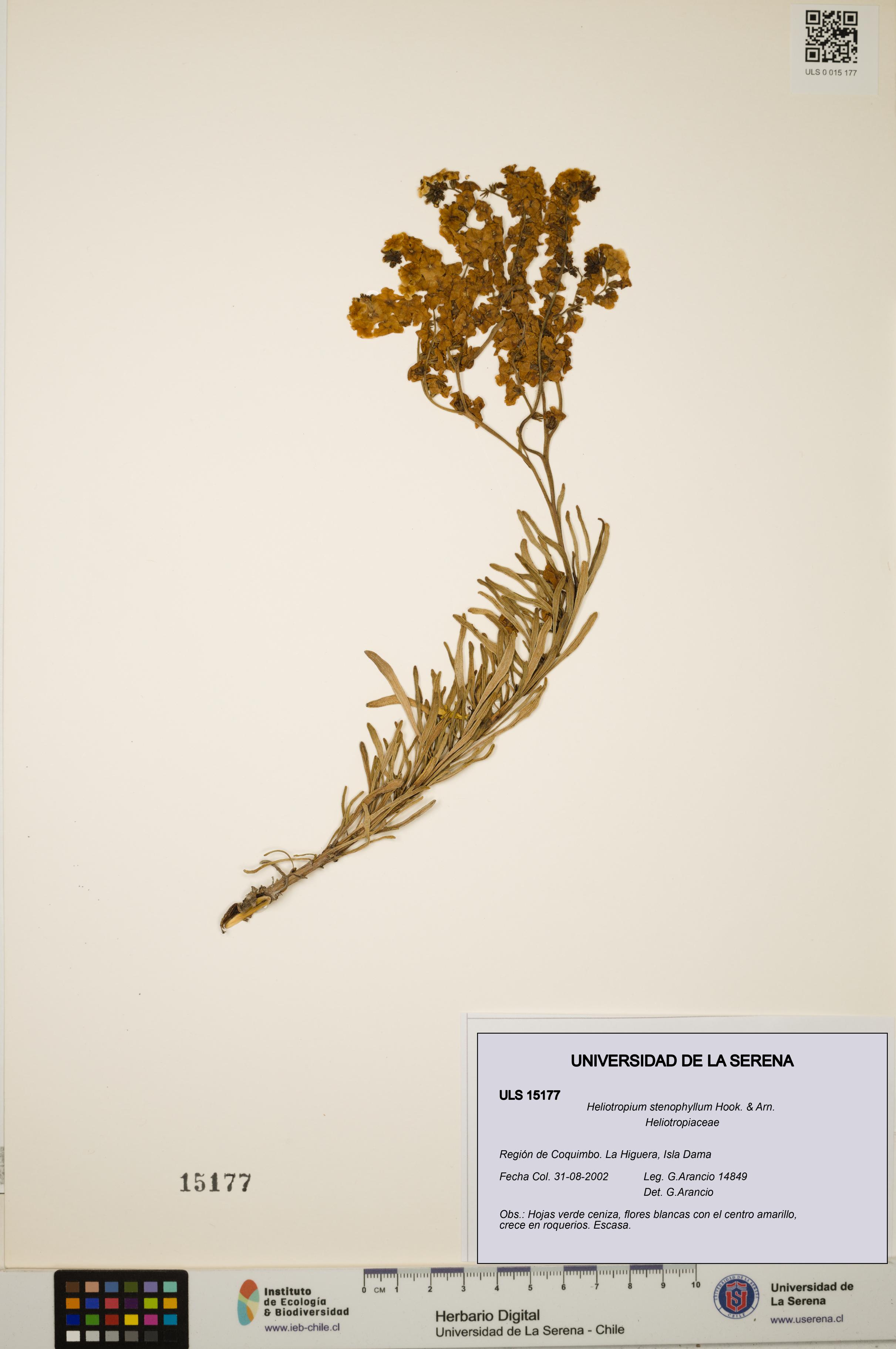 Heliotropium stenophyllum [Espécimen: ULS:ULS:0015177]