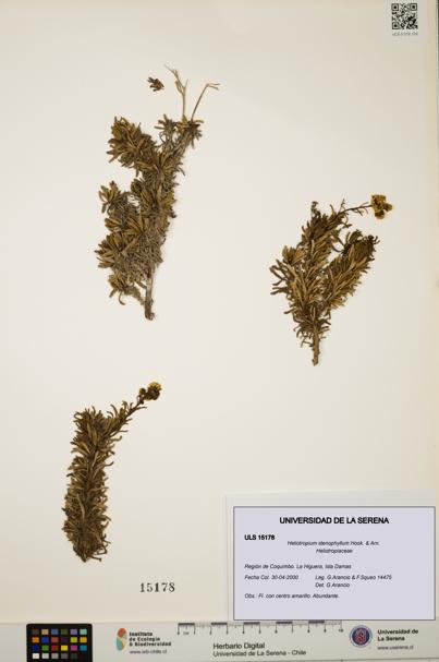 Heliotropium stenophyllum [Espécimen: ULS:ULS:0015178]
