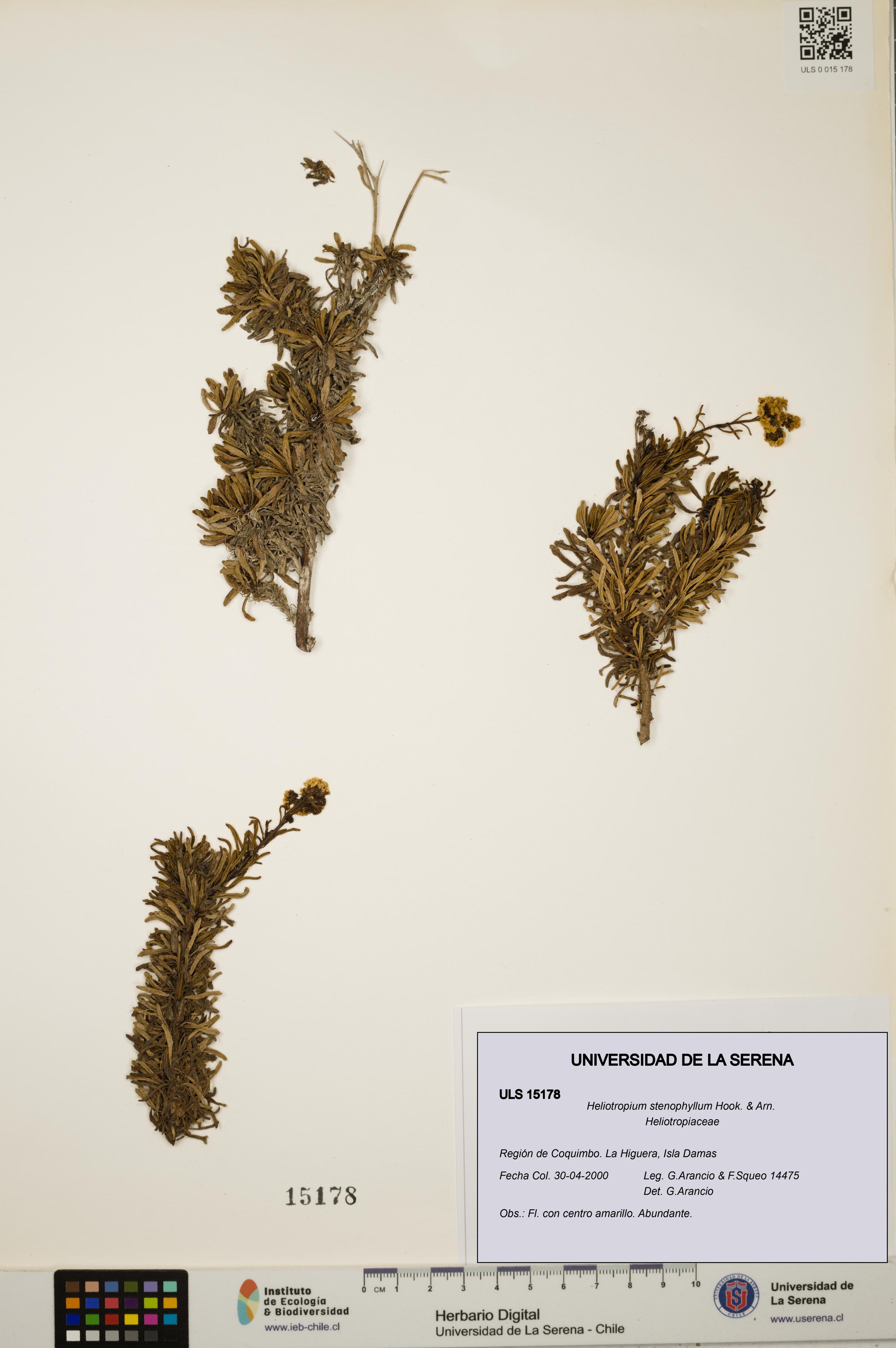 Heliotropium stenophyllum [Espécimen: ULS:ULS:0015178]