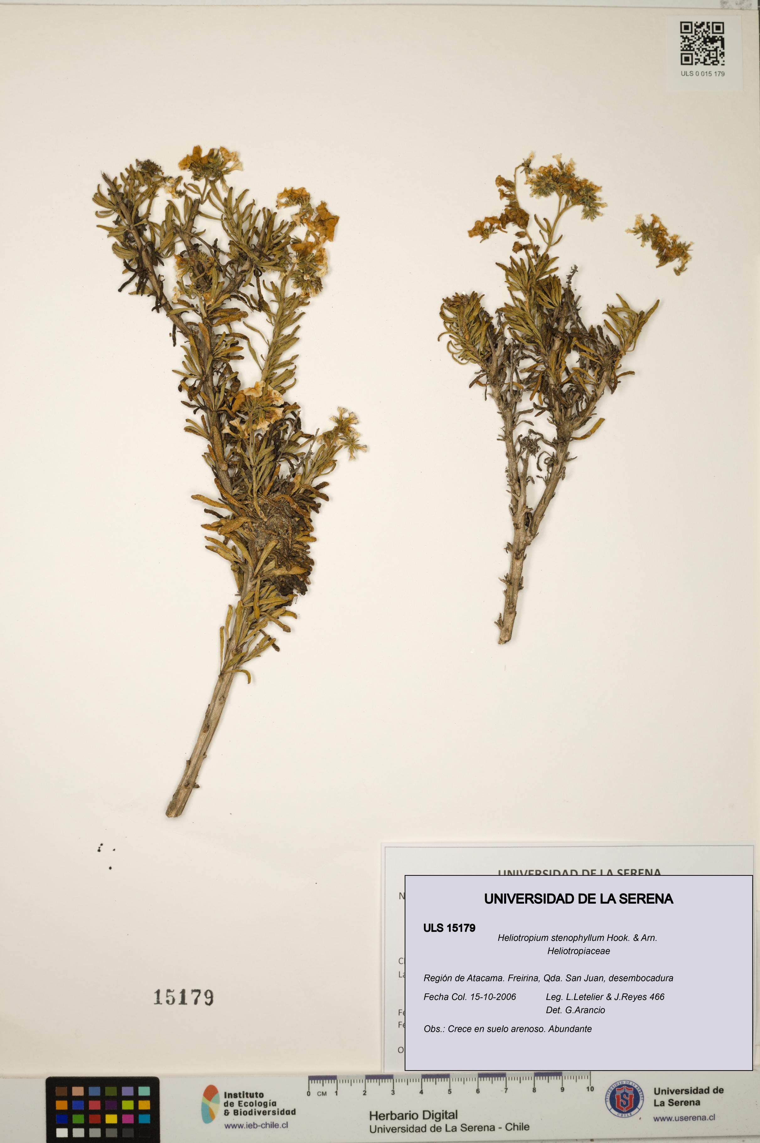 Heliotropium stenophyllum [Espécimen: ULS:ULS:0015179]