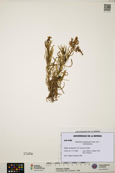 Heliotropium stenophyllum [Espécimen: ULS:ULS:0015180]