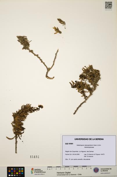 Heliotropium stenophyllum [Espécimen: ULS:ULS:0015181]