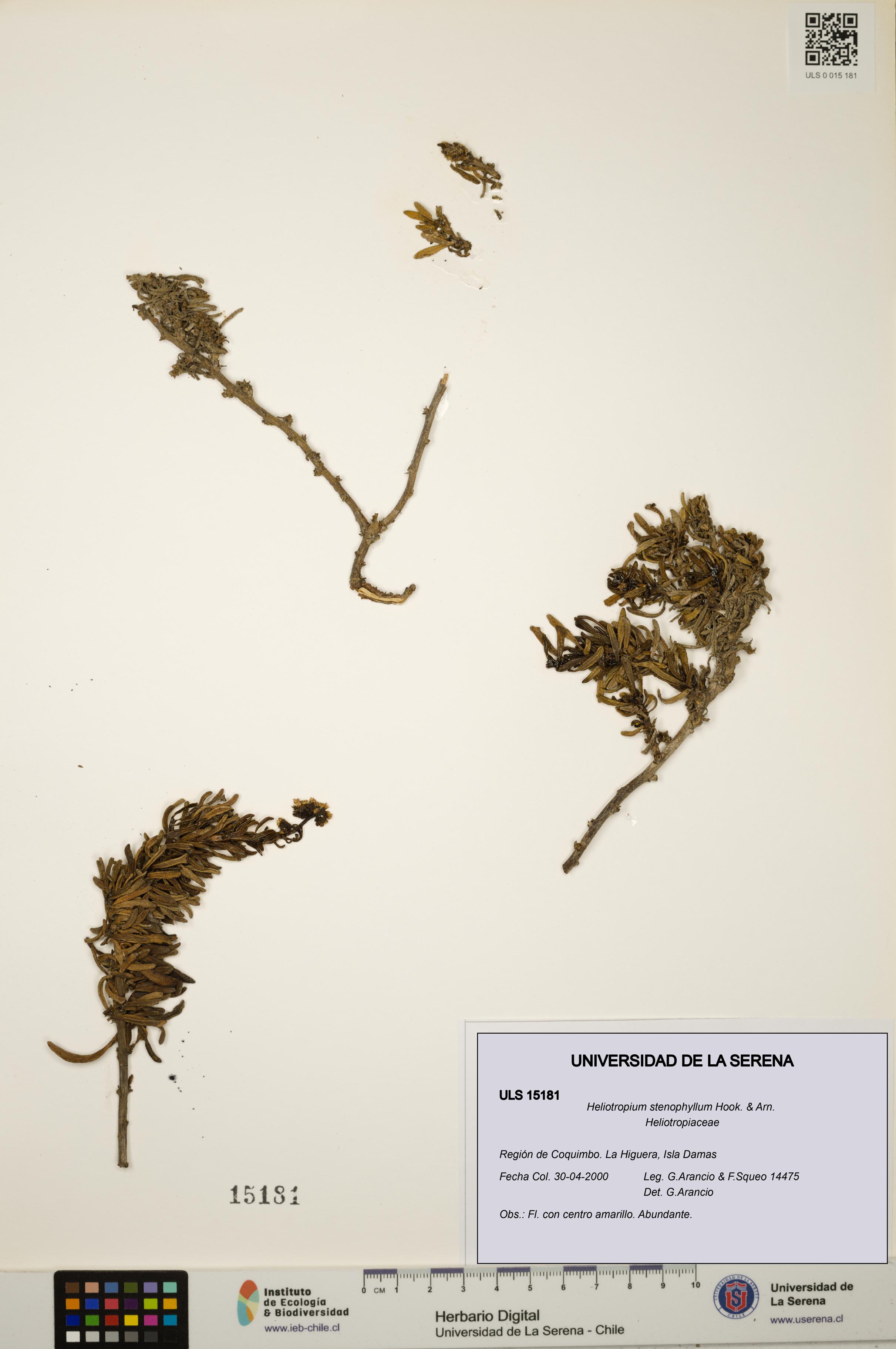 Heliotropium stenophyllum [Espécimen: ULS:ULS:0015181]