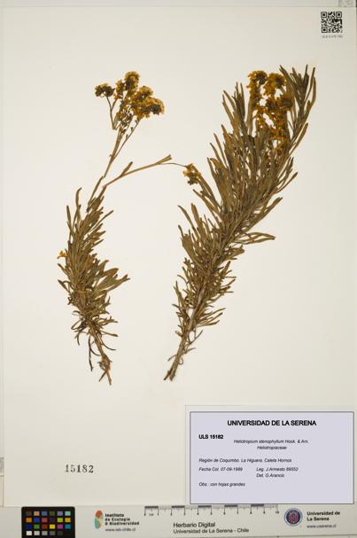 Heliotropium stenophyllum [Espécimen: ULS:ULS:0015182]