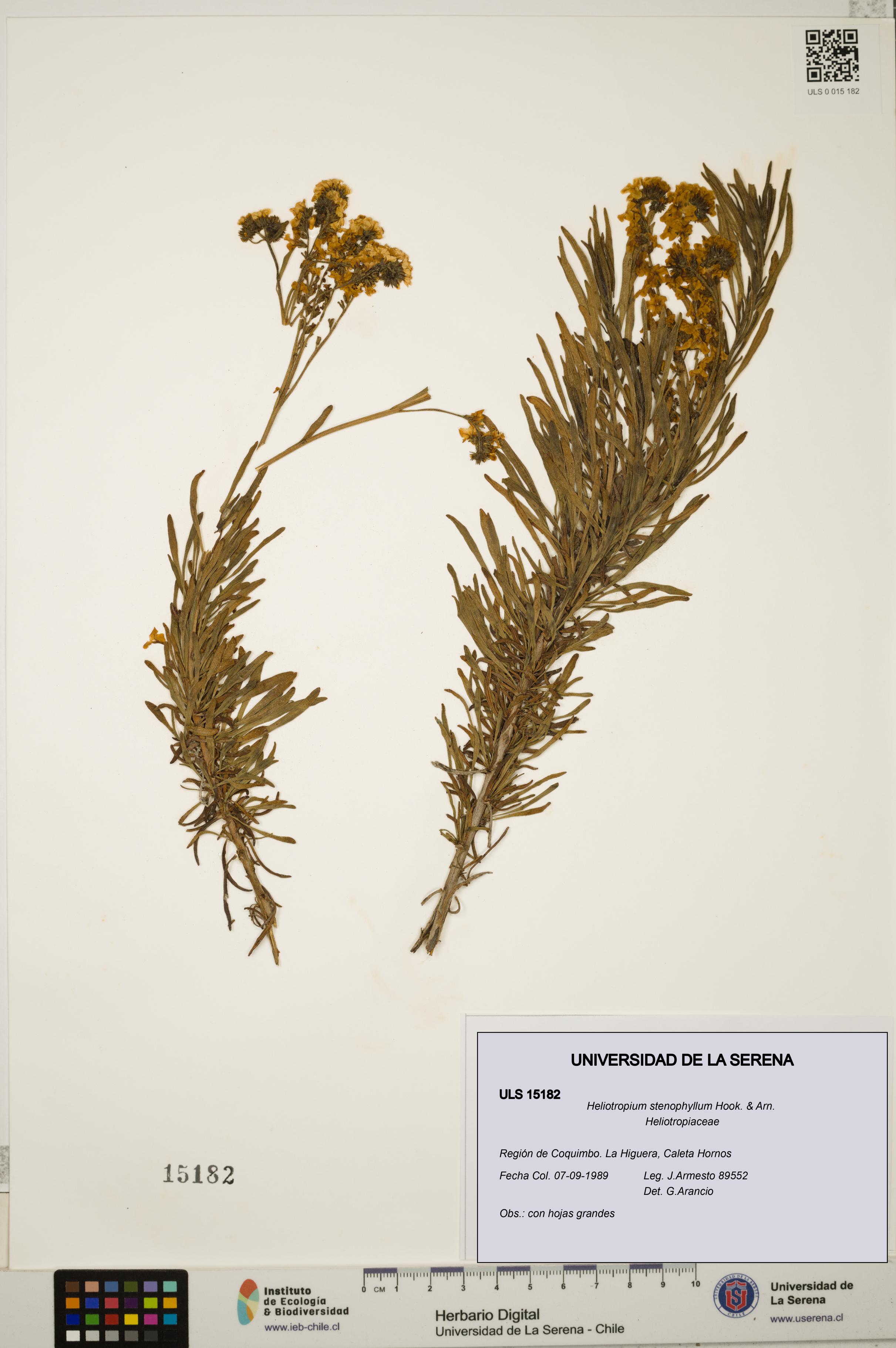 Heliotropium stenophyllum [Espécimen: ULS:ULS:0015182]