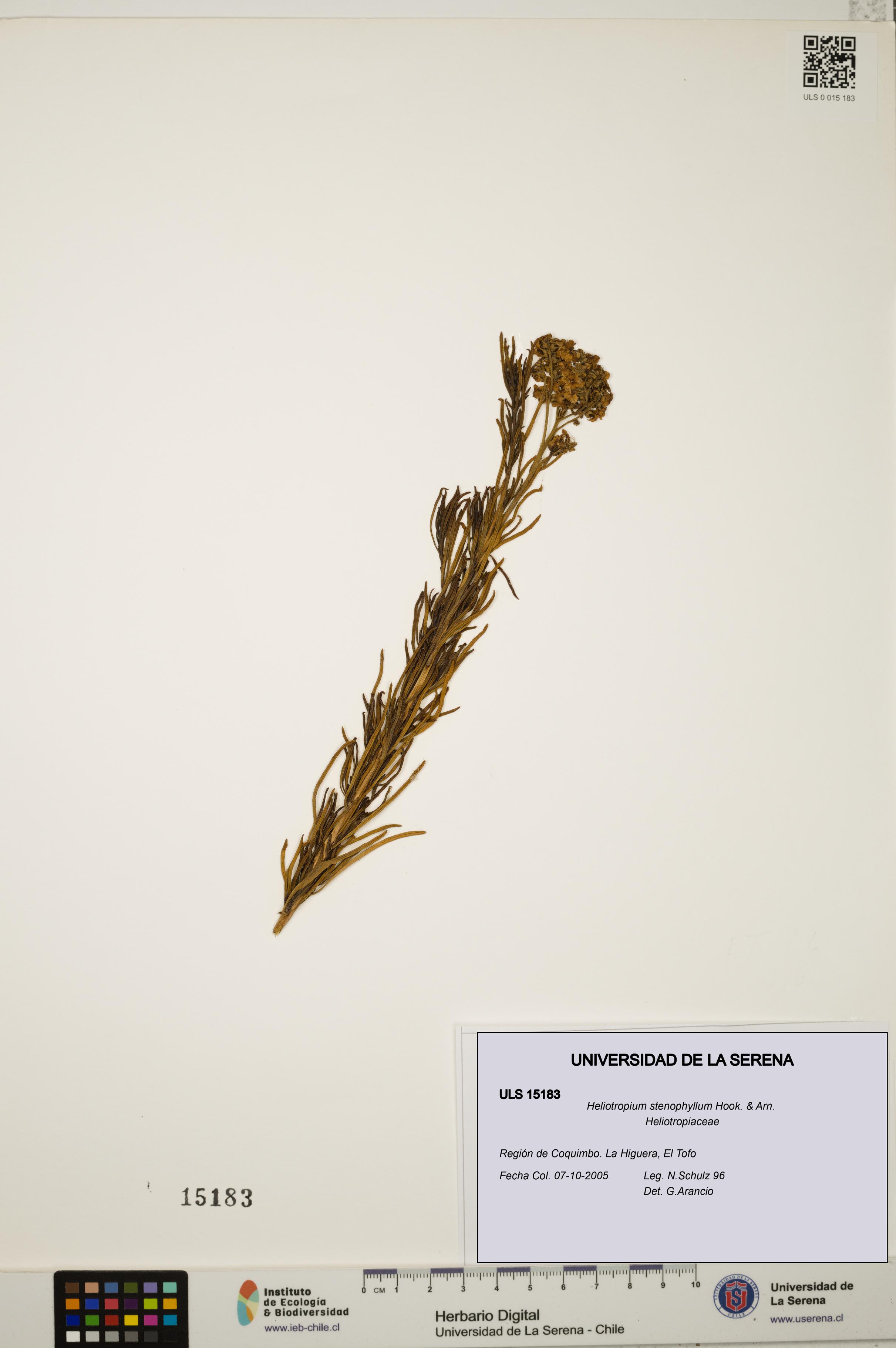 Heliotropium stenophyllum [Espécimen: ULS:ULS:0015183]