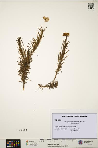 Heliotropium stenophyllum [Espécimen: ULS:ULS:0015184]