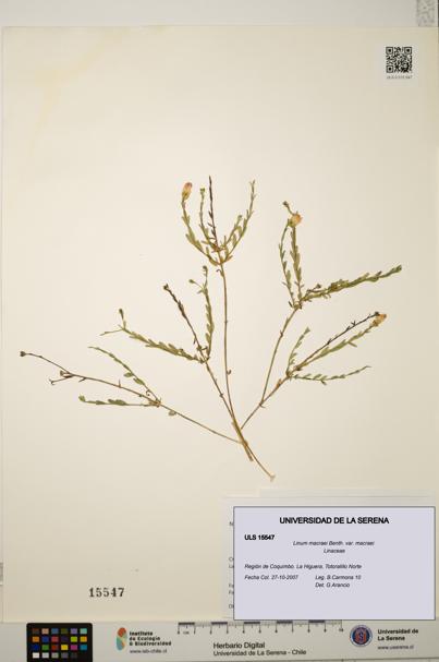 Linum macraei var. macraei [Espécimen: ULS:ULS:0015547]