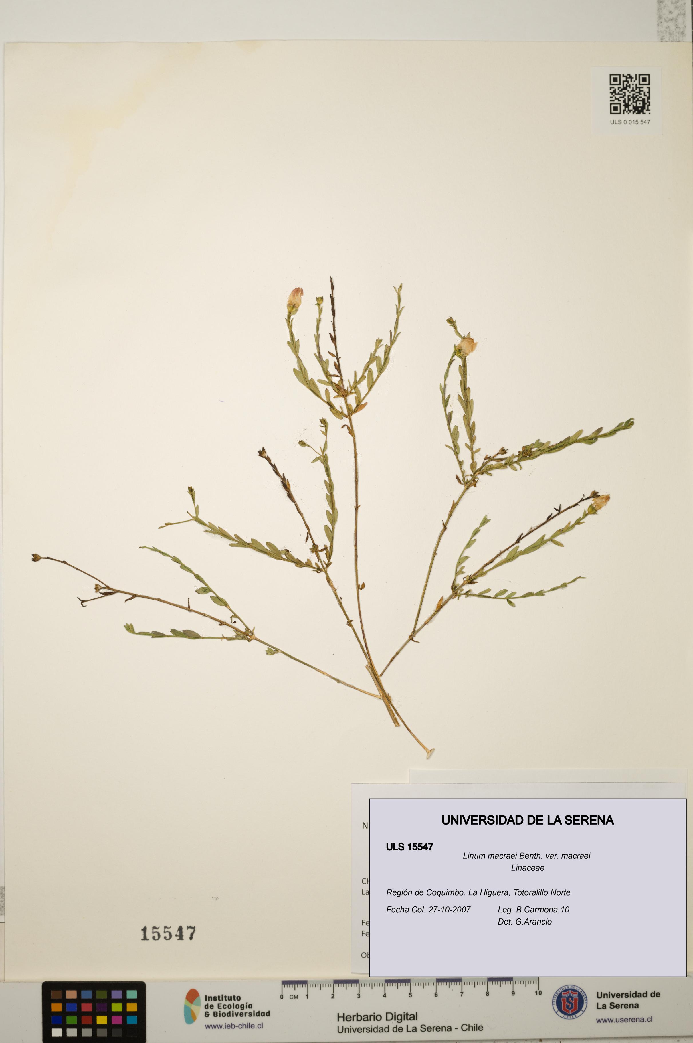 Linum macraei var. macraei [Espécimen: ULS:ULS:0015547]