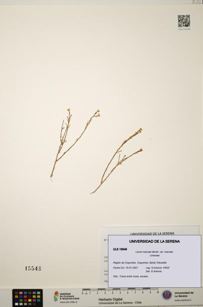 Linum macraei var. macraei [Espécimen: ULS:ULS:0015548]