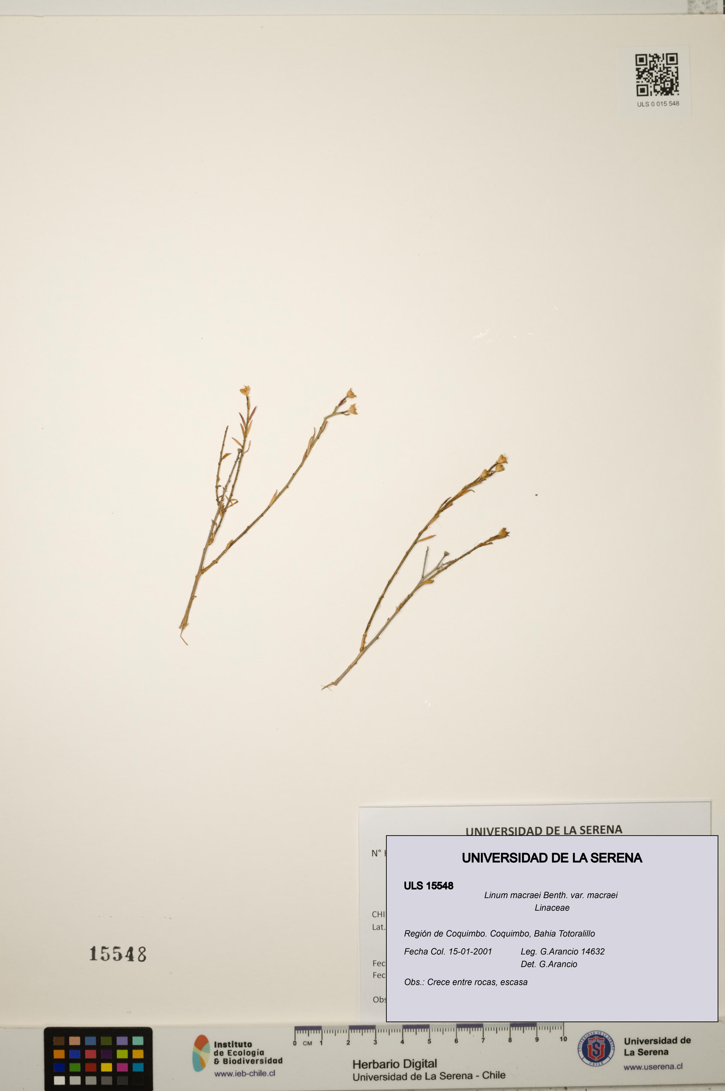 Linum macraei var. macraei [Espécimen: ULS:ULS:0015548]