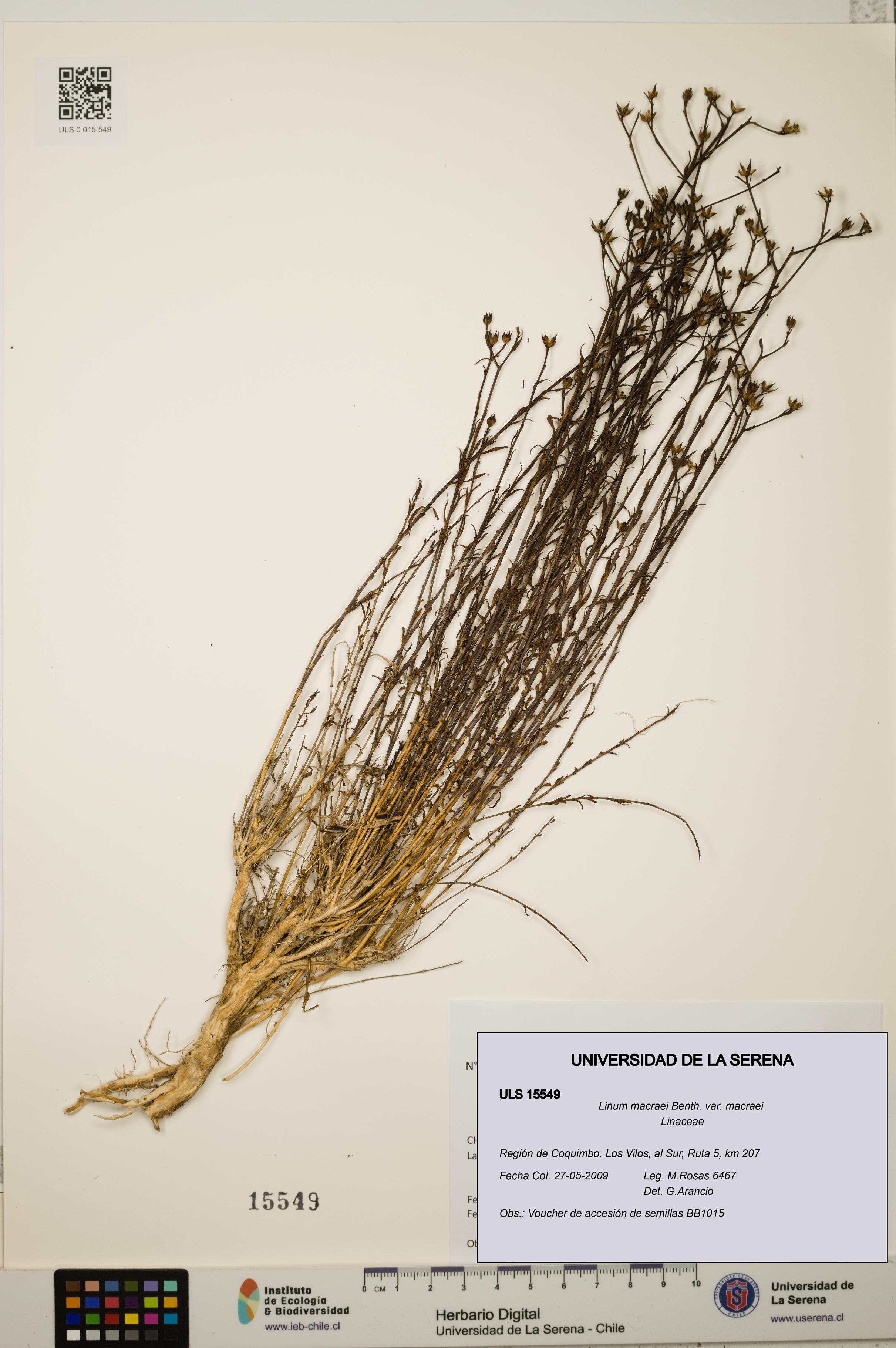 Linum macraei var. macraei [Espécimen: ULS:ULS:0015549]