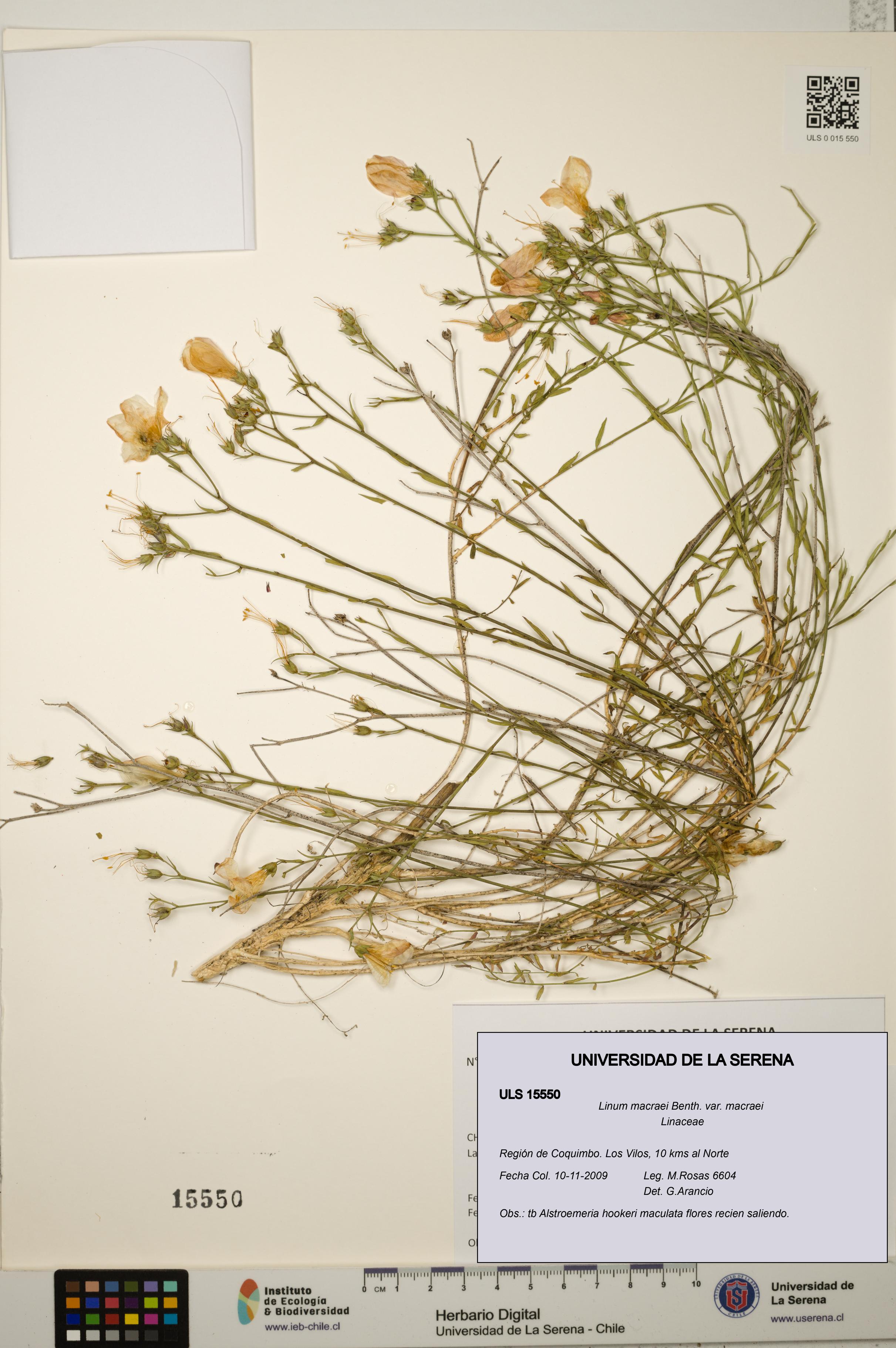 Linum macraei var. macraei [Espécimen: ULS:ULS:0015550]