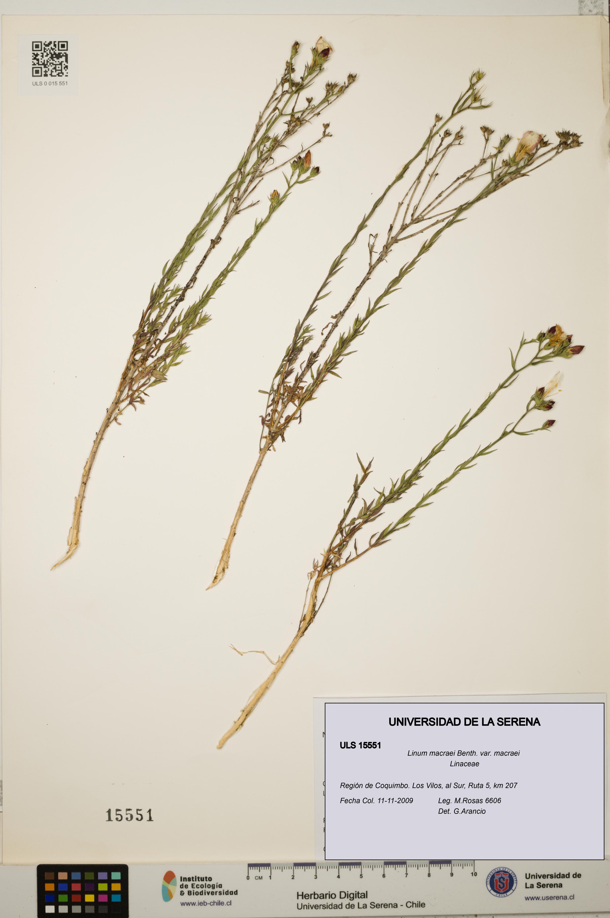 Linum macraei var. macraei [Espécimen: ULS:ULS:0015551]