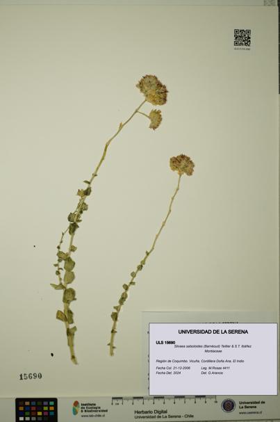 Philippiamra salsoloides [Espécimen: ]